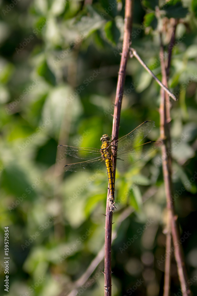 Picture of a yellow dragonfly leaning against a branch Picture of a yellow dragonfly leaning against a branch