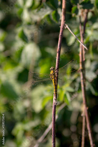 Wallpaper Mural Picture of a yellow dragonfly leaning against a branch Torontodigital.ca