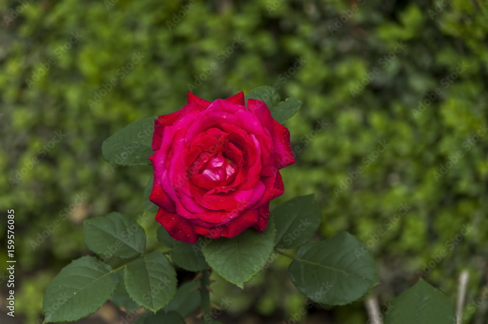 Twig of beauty fragrant velvety red rose, Vidin, Bulgaria Twig of beauty fragrant velvety red rose, Vidin, Bulgaria