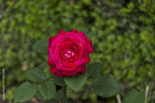 Twig of beauty fragrant velvety red rose, Vidin, Bulgaria 