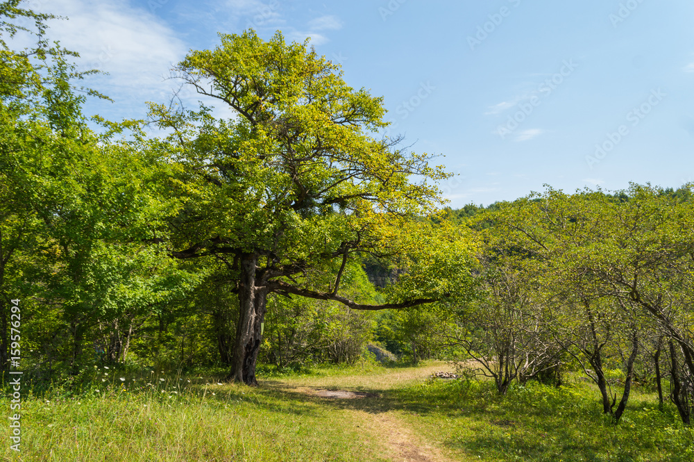 Obraz premium Green tree stands near trails