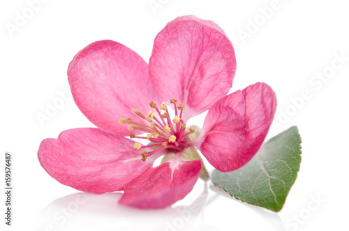 some beautiful pink flowers isolated on white background