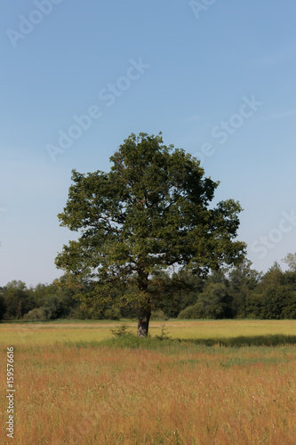 Photo of a tree or group of trees in the distance