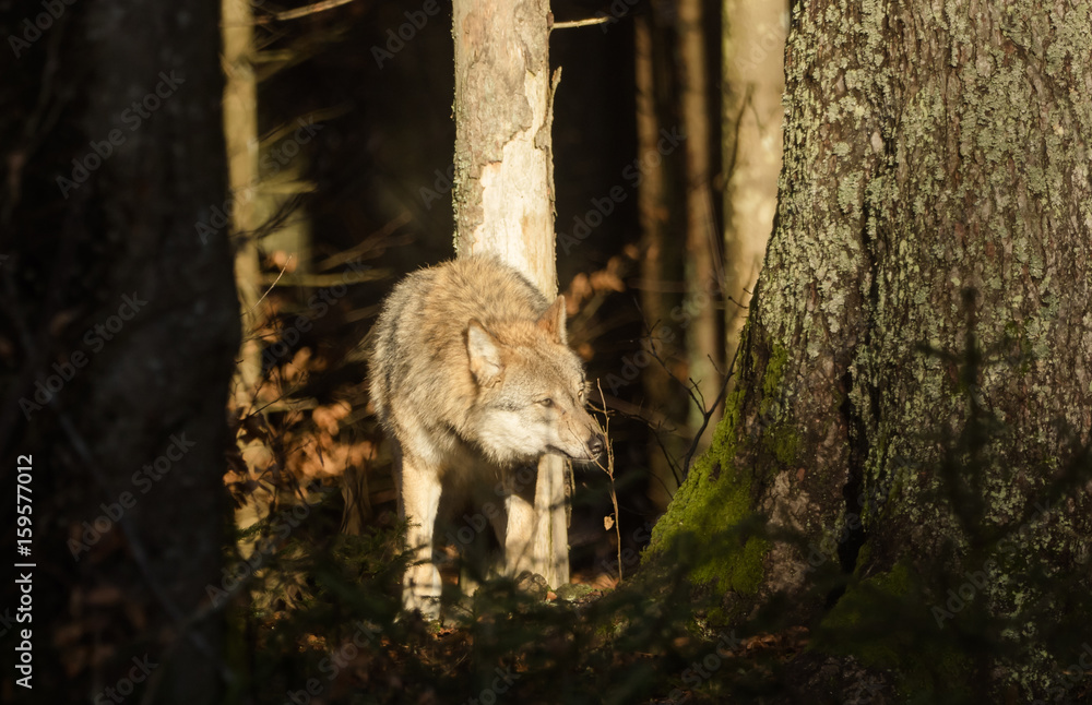 Obraz premium Wolves in the forest