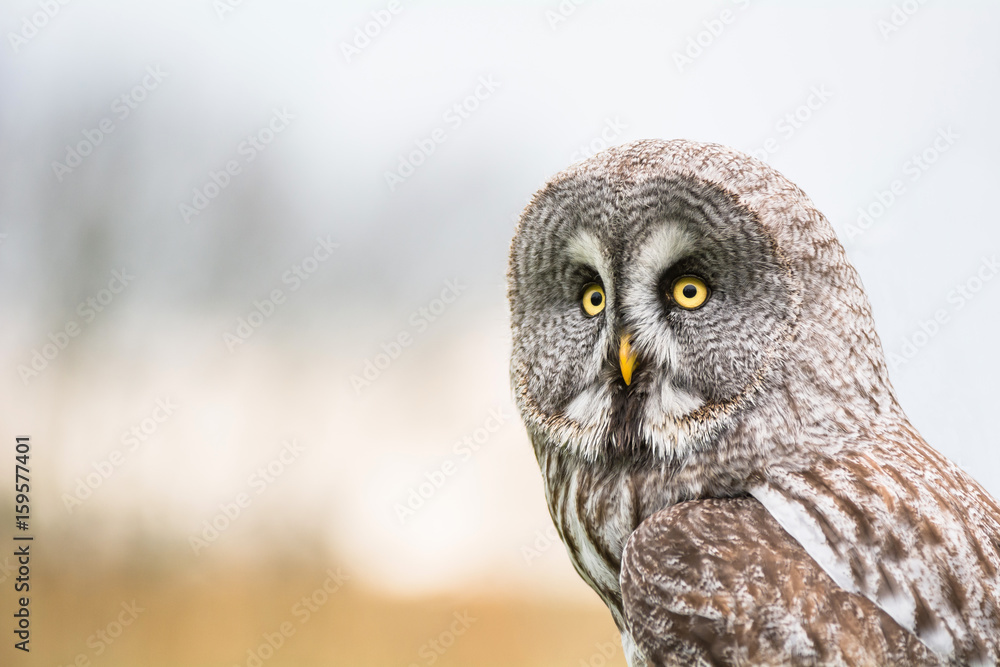 Obraz premium Porträt eines Bartkauz