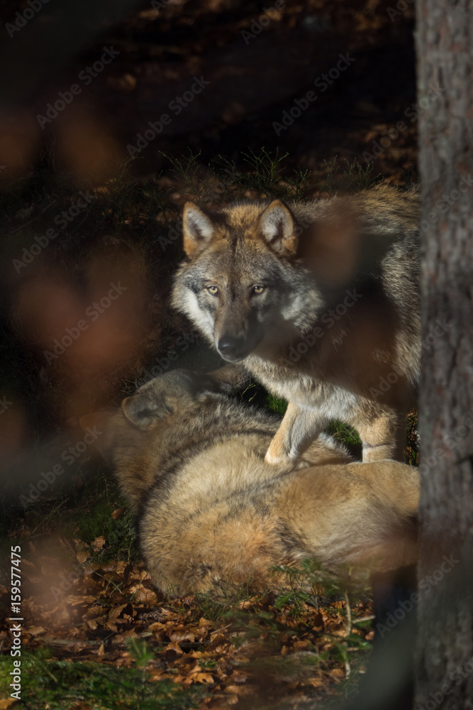 Obraz premium Wolves in the forest