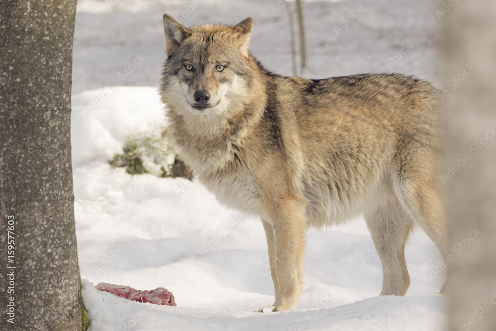 Fototapeta premium Wolf eats meat in the snow