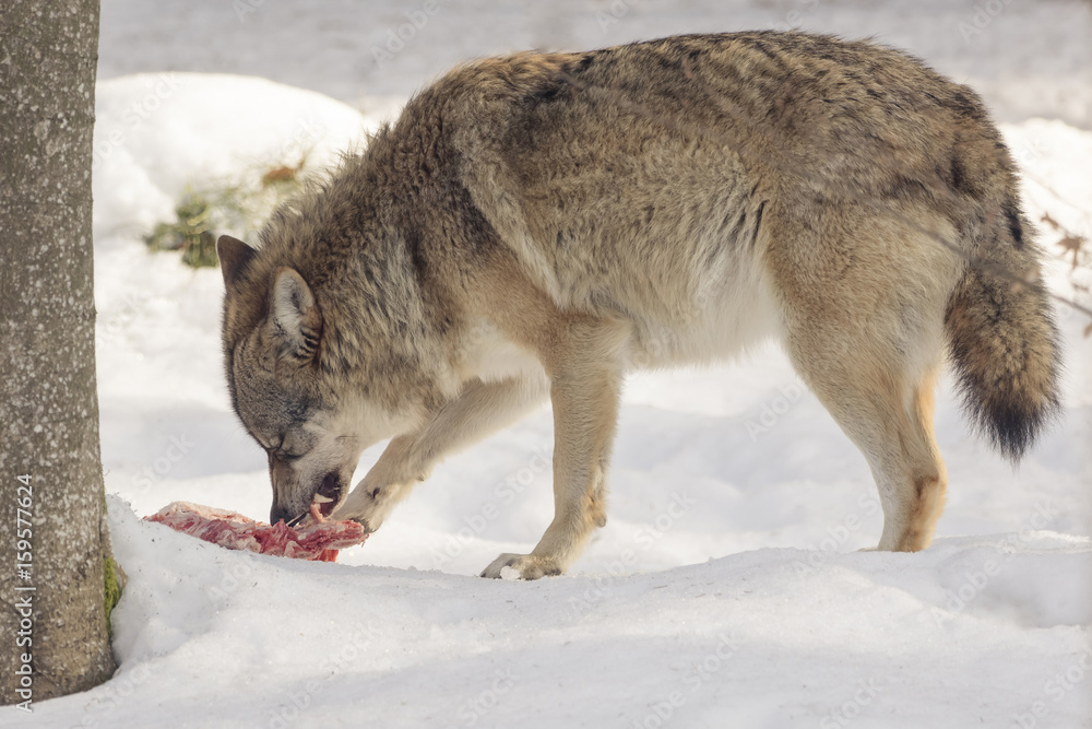 Obraz premium Wolf eats meat in the snow