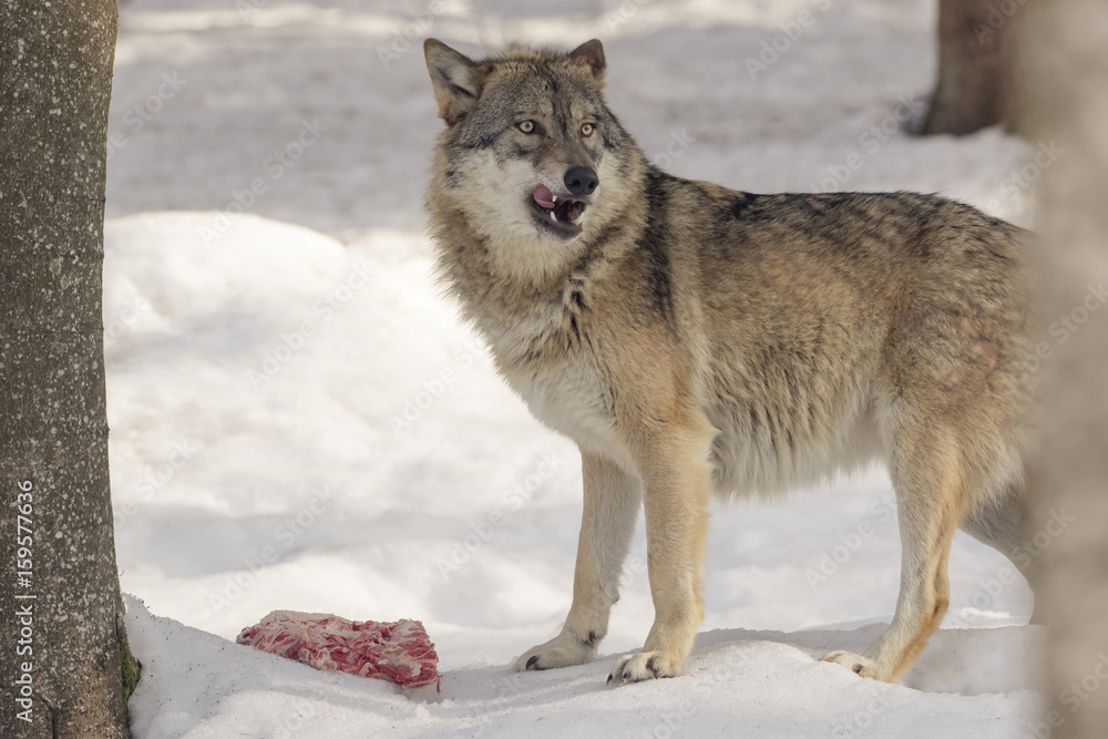 Naklejka premium Wolf eats meat in the snow