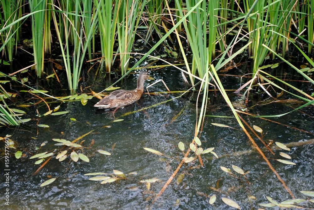 mother duck ( mallard duck, anas platyrhynchos ) with ducklings swimming on lake surface