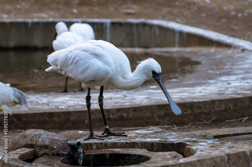 Black-faced spoonbill - クロツラヘラサギ１ photo