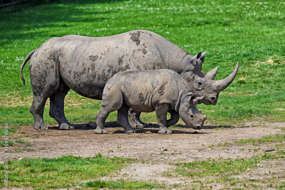 Obraz premium Rhinoceros Mum And Calf