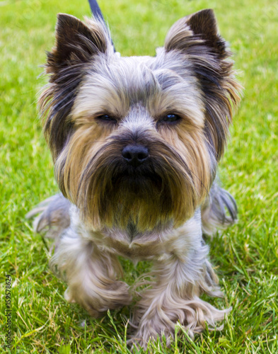 Yorkshire Terrier. Yorkshire terrier playing in the park on the grass