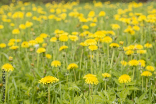 Meadow with beautiful yellow flowers medicinal taraxacum with blurred background.