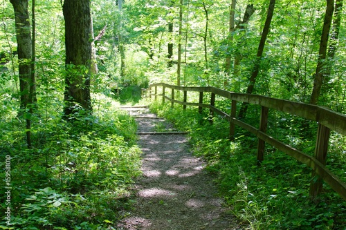 The nature trail going down the hill in the forest.