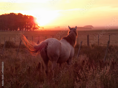 Criollo horse in field at sunset, Uruguay photo