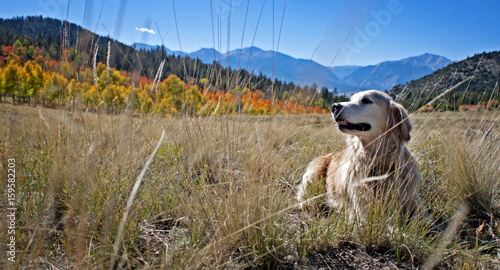 Happy Dog Enjoying Autumn Scenery in Meadow
