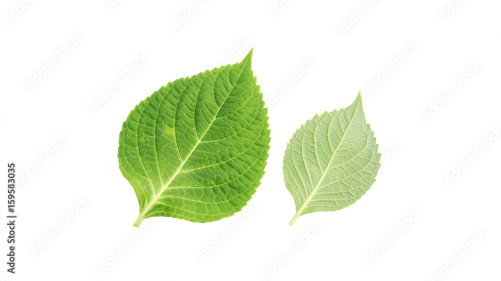 hydrangea leaf on a white background. hydrangea leaf on a white background.
