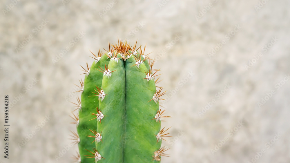 Naklejka premium Close up of cactus on a cement wall texture.