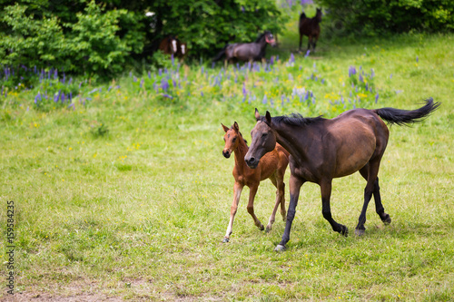 Cute horses on summer meadow © castenoid