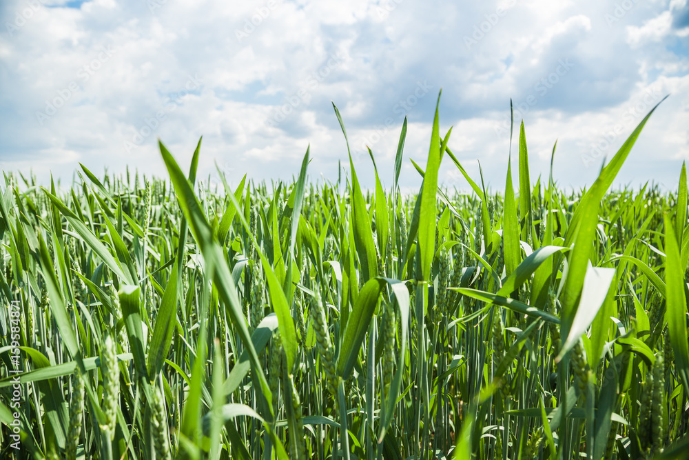 Obraz premium Green wheat field on sunny summer day
