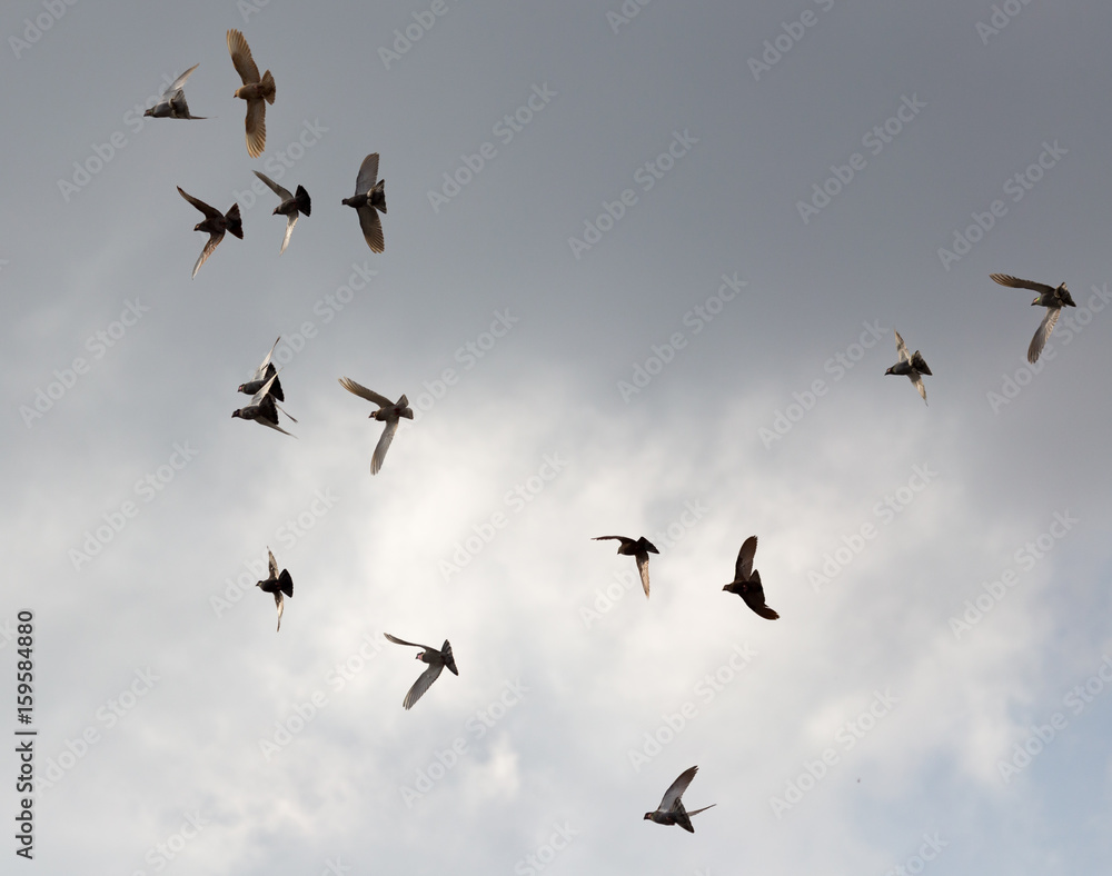 Flock of pigeons against the sky with clouds