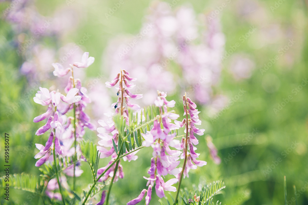 Beautiful lilac wildflowers on sunny summer day Beautiful lilac wildflowers on sunny summer day