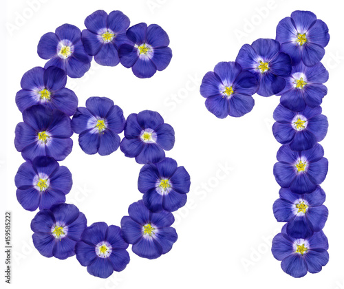 Arabic numeral 61, sixty one, from blue flowers of flax, isolated on white background