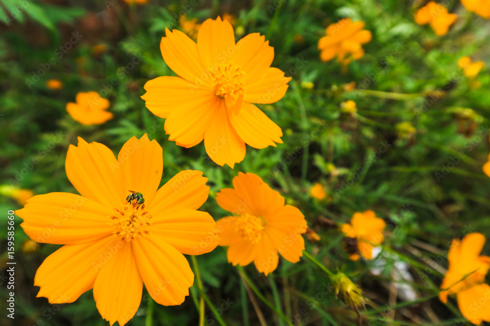 Close up Yellow Flower on green grass background Close up Yellow Flower on green grass background