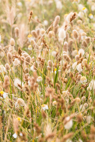 Various wild grass plants on the field.