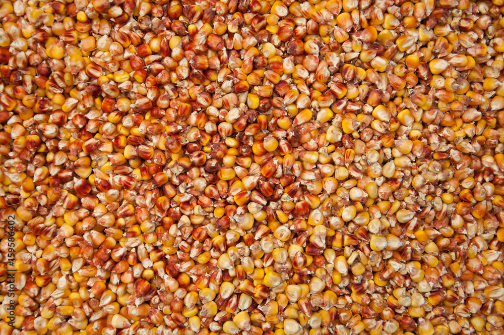 Grains of corn
