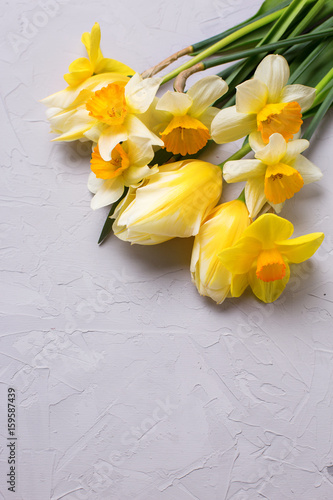 Fototapeta Naklejka Na Ścianę i Meble -  Yellow narcissus and tulips  flowers on grey textured background.