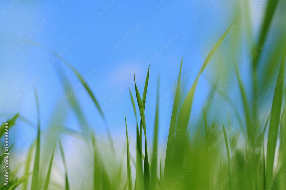 Blurred nature background. Green grass on blue sky background Blurred nature background. Green grass on blue sky background