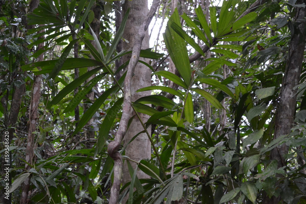 Daintree Rainforest landscape view and plants Daintree Rainforest landscape view and plants