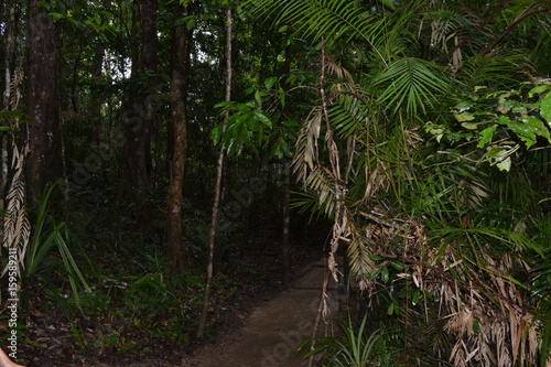 Daintree Rainforest landscape