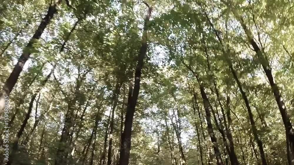 Great View of the Upper Branches of the Trees From the Machine Driving Along a Forest Road in the Summer Great View of the Upper Branches of the Trees From the Machine Driving Along a Forest Road in the Summer