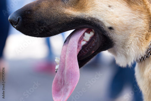 Принти на полотні The mouth of a dog with teeth and tongue