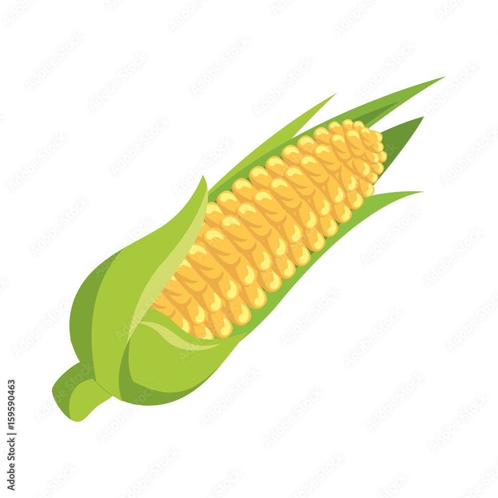 Corn fresh vegetable icon vector illustration graphic design Corn fresh vegetable icon vector illustration graphic design