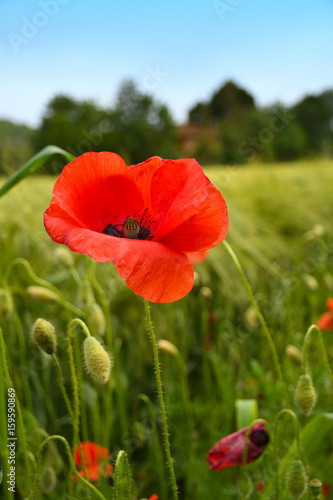 Beautiful Red Poppies in a wheat green meadow. Tuscany  Italy.