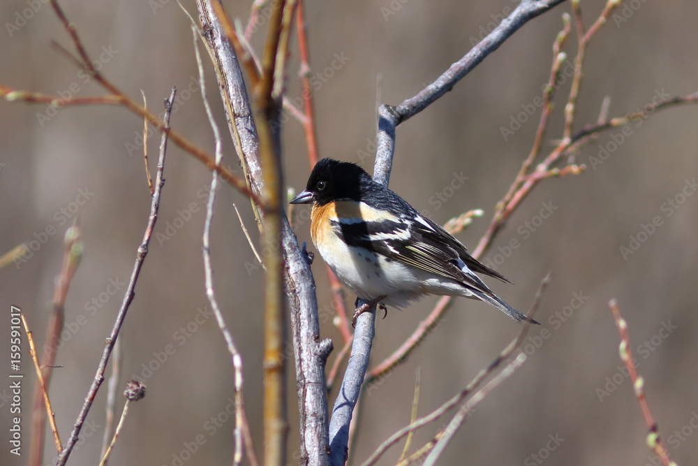 Fringilla montifringilla. The reel sits on the branches of a willow Fringilla montifringilla. The reel sits on the branches of a willow