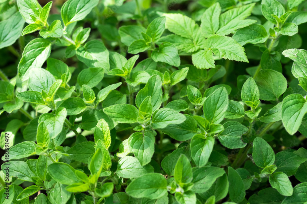 Herb oregano Herb oregano