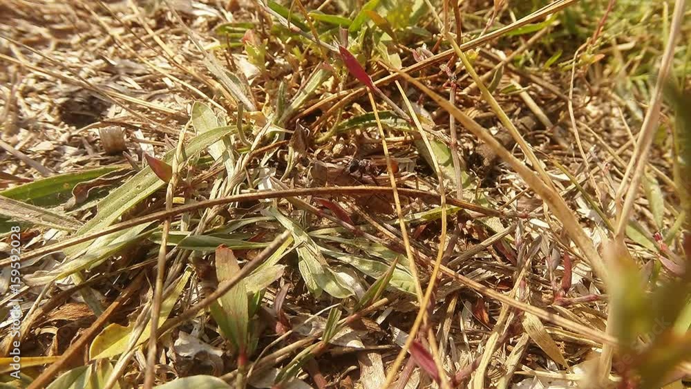Ground Wasp Climbing on Plants on the Ground Ground Wasp Climbing on Plants on the Ground