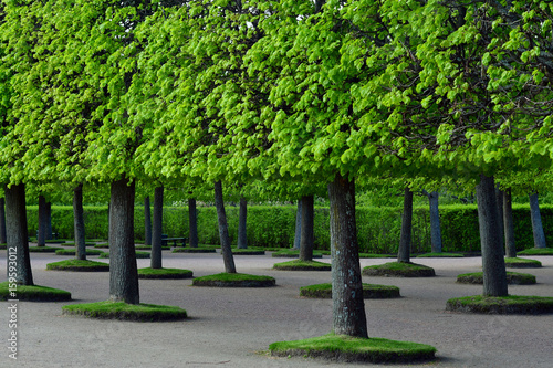 Beautiful trees in the park