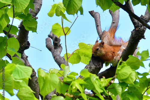 Squirrel In the tree eating nuts. Wild animals in the city photo