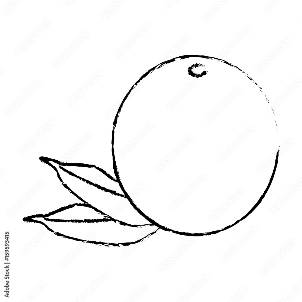 Orange citric fruit icon vector illustration graphic design Orange citric fruit icon vector illustration graphic design