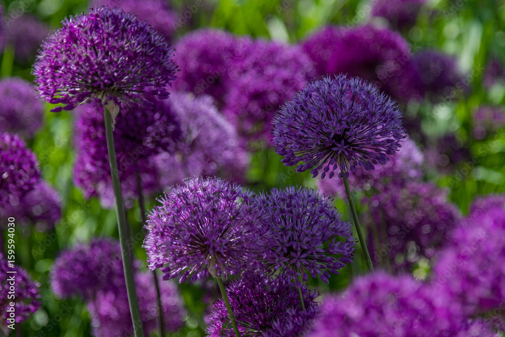 Beautiful flowers of lilac color Beautiful flowers of lilac color