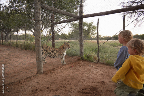 Boys looking at leopard, Harnas Wildlife Foundation, Namibia photo