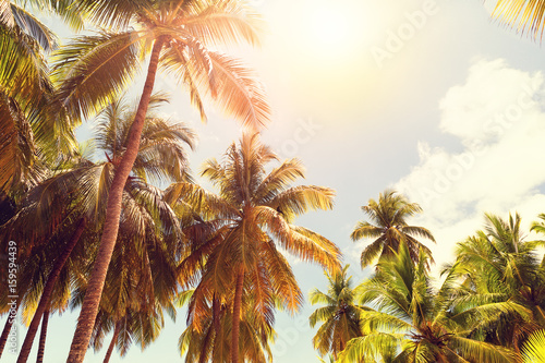 Coconut palm trees © preto_perola