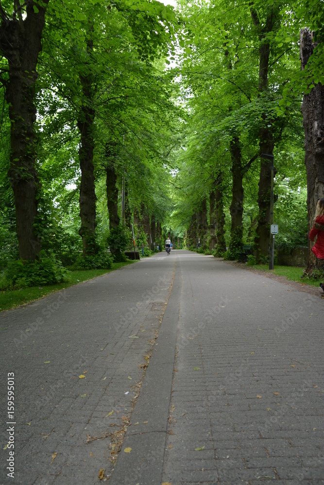 Obraz premium Ağaçlı Yol