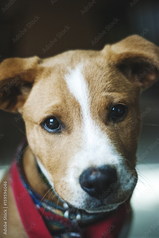 brown and white mutt puppy looks at camera